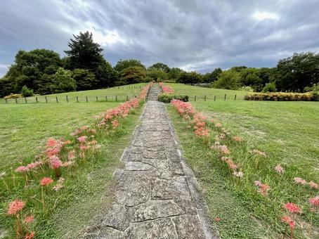 奈良 馬見丘陵公園 彼岸花と石畳 奈良 馬見丘陵公園 彼岸花と石畳の写真