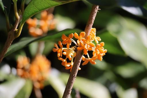 枝に咲くオレンジ色の金木製の花の花木 枝,咲く,オレンジ色の写真素材