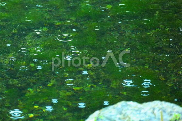 雨の波形ー自然の美 雨の波形,雨の日,波形の写真素材