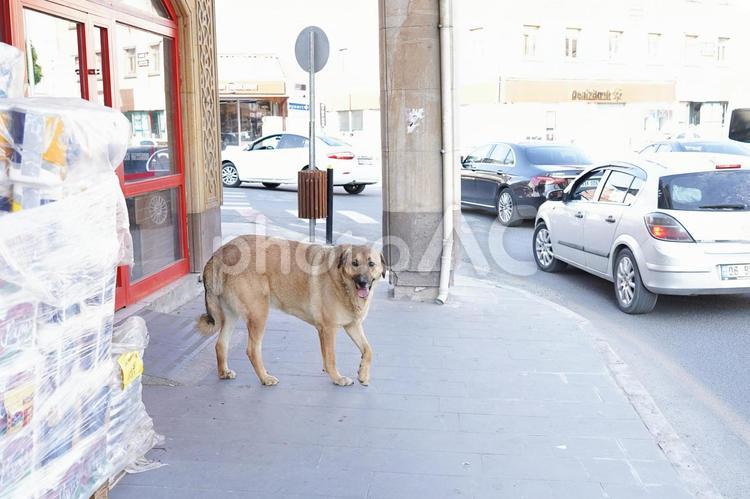 街中の大きな犬 犬,野良,トルコの写真素材