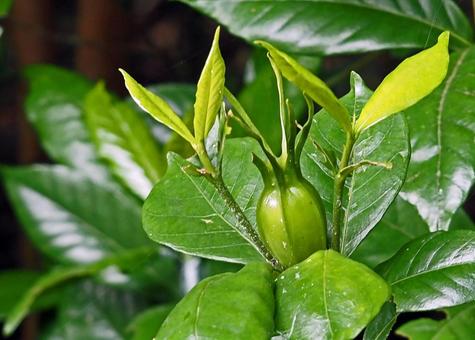 見事に芽吹いたクチナシの実 見事に芽吹いたクチナシの実 くちなし,園芸,植物の写真素材