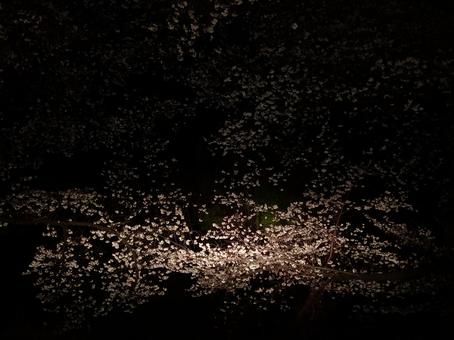 雨の夜桜 雨の夜桜の写真
