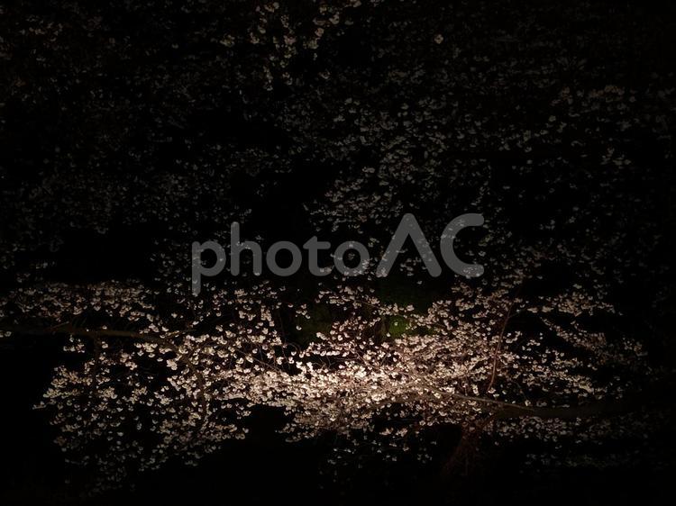 雨の夜桜 桜,花見,夜桜の写真素材