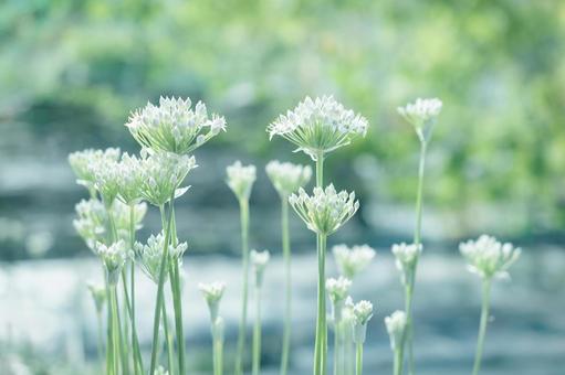 ニラの花1 ニラの花1の写真
