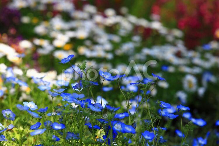 ネモフィラ　春の花　背景素材 ネモフィラ,春,花の写真素材