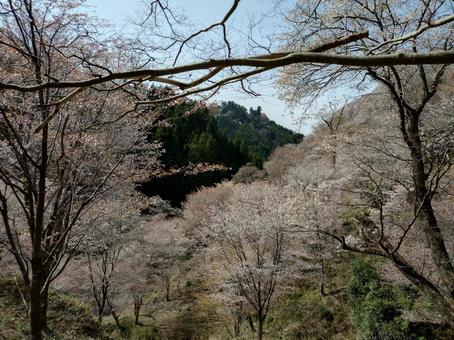 中千本の桜山 中千本の桜山の写真