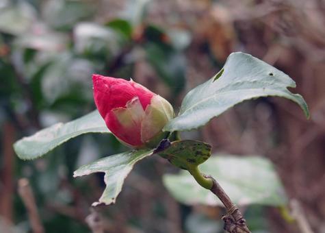 厳冬に耐え抜いて咲くツバキ 厳冬に耐え抜いて咲くツバキ 椿,ツバキ,花の写真素材