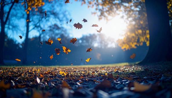木漏れ日に輝く紅葉の葉 木漏れ日に輝く紅葉の葉の写真