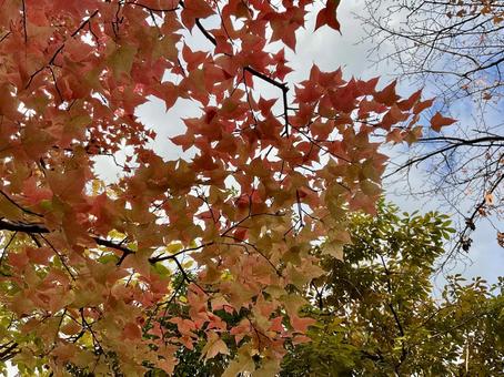 街中の紅葉03 秋,秋の風景,秋素材の写真素材