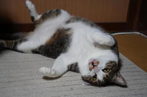 ごろーんするななちゃん ごろーんするななちゃんの写真