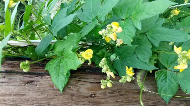 ヤブツルアズキあるいはノアズキの花 ヤブツルアズキあるいはノアズキの花の写真