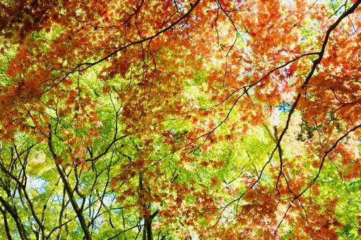 秋の日差しに透ける鮮やかな紅葉 秋の日差しに透ける鮮やかな紅葉の写真