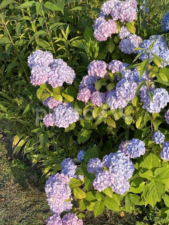 紫陽花　15084 紫陽花,あじさい,観賞の写真素材