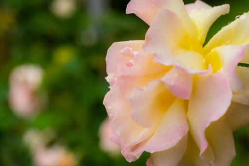 Early Summer Roses ⒆, JPG