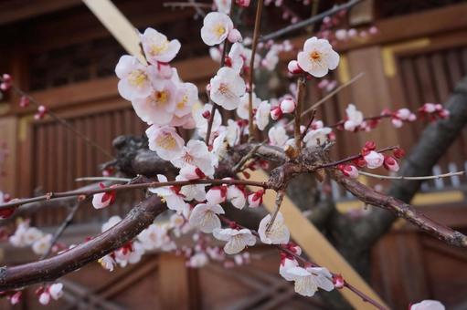 梅の花 梅,梅の花,ウメの写真素材