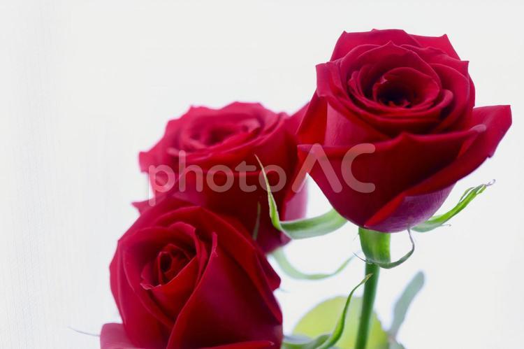 赤い薔薇の花（3本で「告白」「愛しています」） プロポーズ,薔薇,バラの写真素材