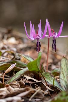 Photo, weed, katakuri, close-up, 
