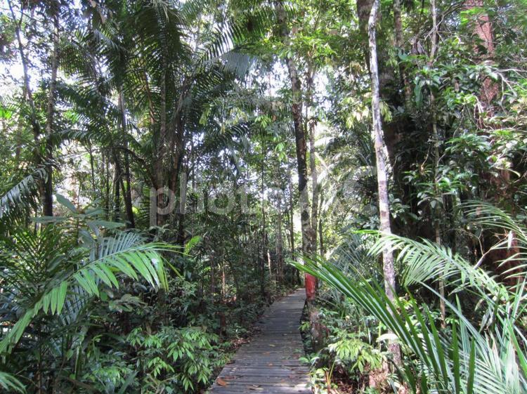 マレーシア　サラワク州　シミラジャウ国立公園 マレーシア,ボルネオ島,ボルネオの写真素材