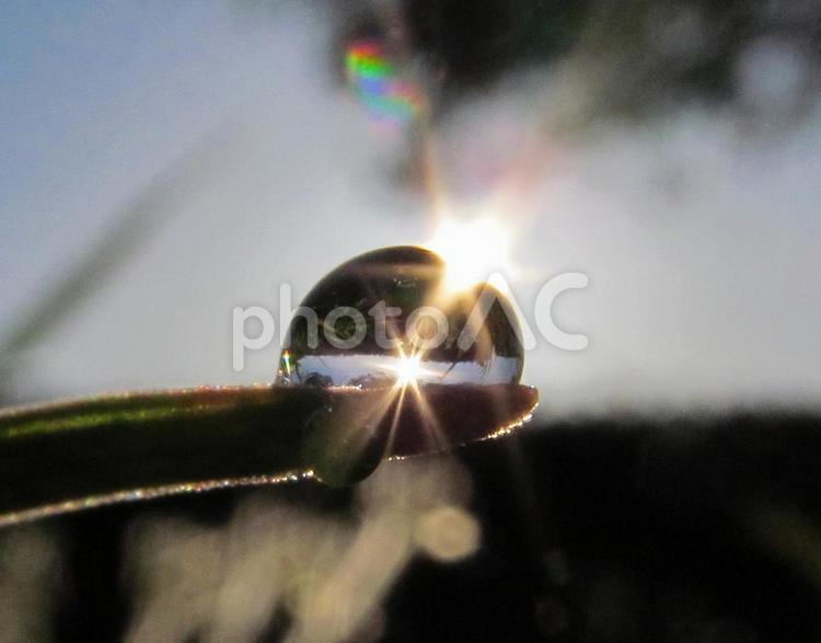 水滴と緑の葉と朝日（Water drops） 水滴,雫,すいてきの写真素材