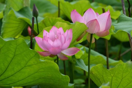 星名池の蓮の花 星名池の蓮の花の写真