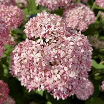 紫陽花 ピンクの花 紫陽花 ピンクの花の写真