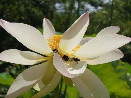 ハスの花 ハスの花の写真