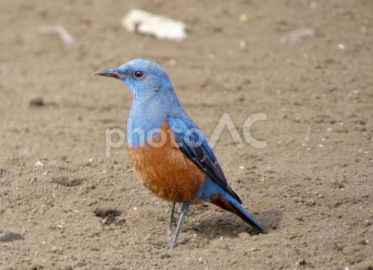 土の上で佇むイソヒヨドリ 野鳥,イソヒヨドリ,バードウォッチングの写真素材