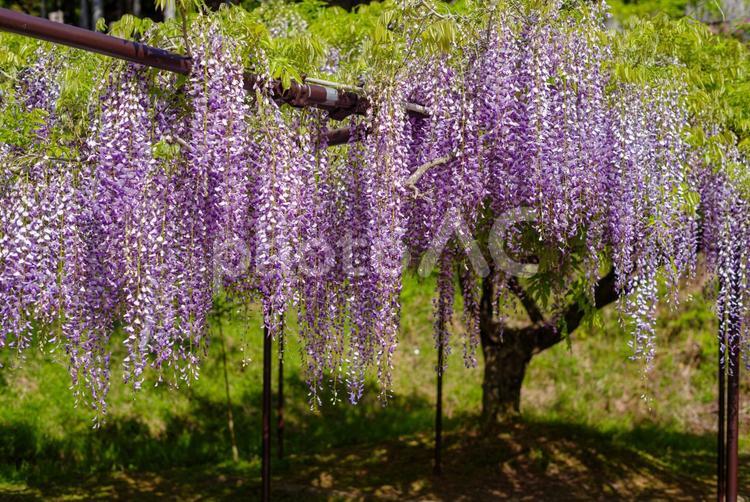 藤棚と藤の花 藤,花,植物の写真素材