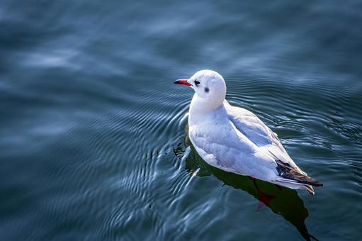 池を泳ぐカモメ 池を泳ぐカモメ カモメ,鴎,鷗の写真素材
