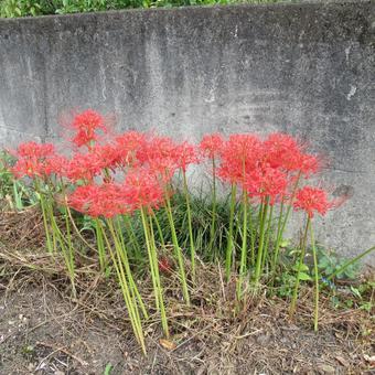 道路脇の花壇で開花したヒガンバナ 道路脇の花壇で開花したヒガンバナ ヒガンバナ,曼珠沙華,花の写真素材