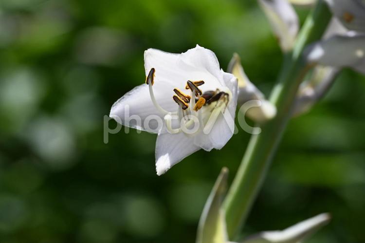 家の庭で咲いたオオバギボウシの花 オオバギボウシ,クローズアップ,白い花の写真素材