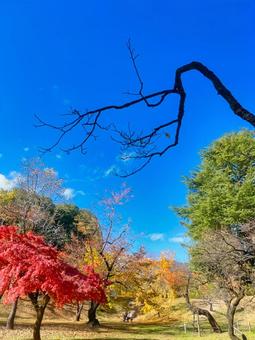秋の公園 秋晴れ,レジャー,紅葉狩りの写真素材