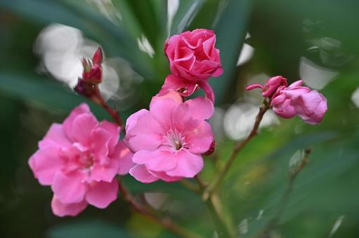Oleander, JPG