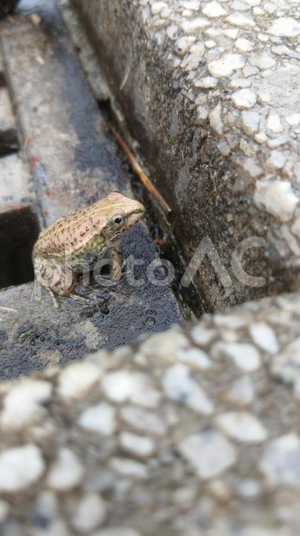 ウシガエル ウシガエル,子供,カエルの写真素材