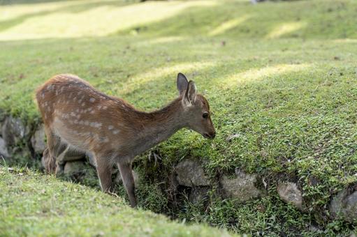 Deer in Nara Park 7, JPG