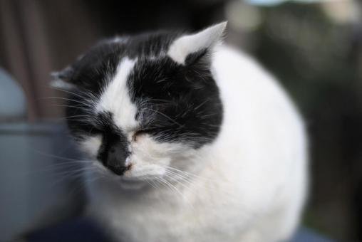 Cat with eyes closed, JPG Cat with eyes closed, JPG