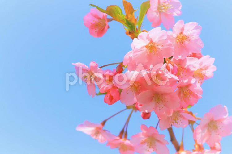 快晴の青空と満開の美しい河津桜 植物,花,桜の写真素材
