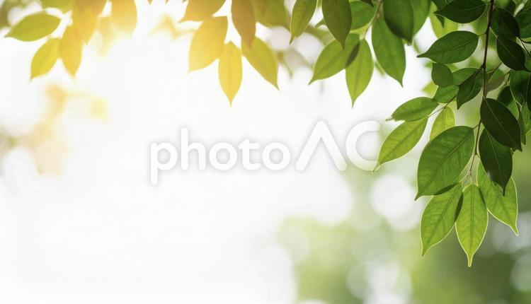 爽やかな新緑イメージ素材 葉,木,木漏れ日の写真素材