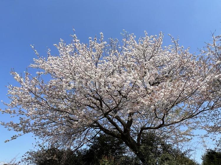 快晴の日に咲いている桜の花と木 桜,春,花の写真素材
