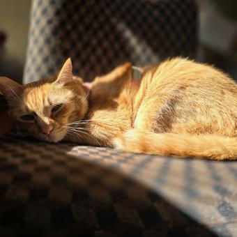 Bed, JPG