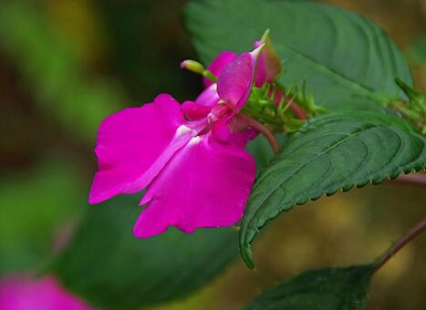 インパチェンス・スツルマニィ インパチェンス,インパティエンス,スツルマニィの写真素材