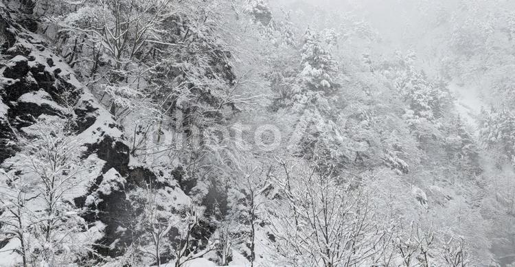 雪景色　木 木,雪の積もった,樹の写真素材