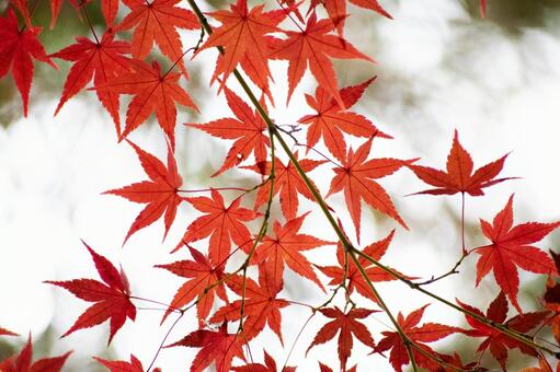 紅葉 植物,紅葉,もみじの写真素材