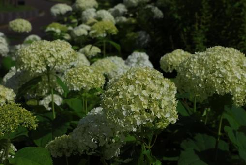 紫陽花 紫陽花の写真