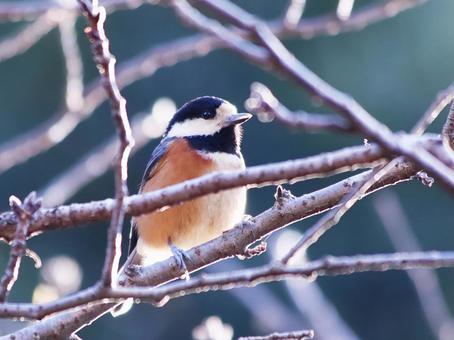 枝に止まる野鳥のヤマガラ 枝に止まる野鳥のヤマガラ 野鳥,ヤマガラ,鳥の写真素材