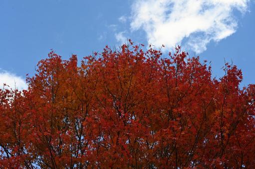 紅葉の紅葉と青空の写真