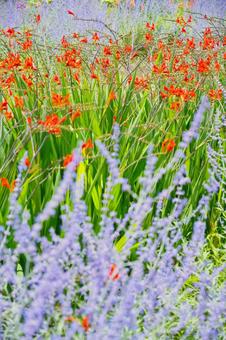 Flower Fields at Oishi Park, Lake Kawaguchi, JPG