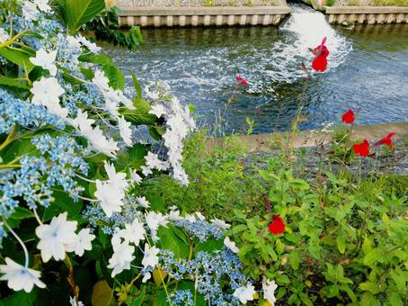 川沿いの紫陽花 川沿いの紫陽花の写真
