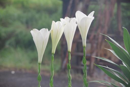 百合の花 百合の花の写真