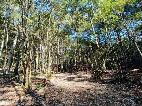 木漏れ日差す静かな森道 木漏れ日差す静かな森道 森林,森,木漏れ日の写真素材